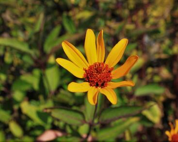Janeba drsná 'Prairie Sunset'