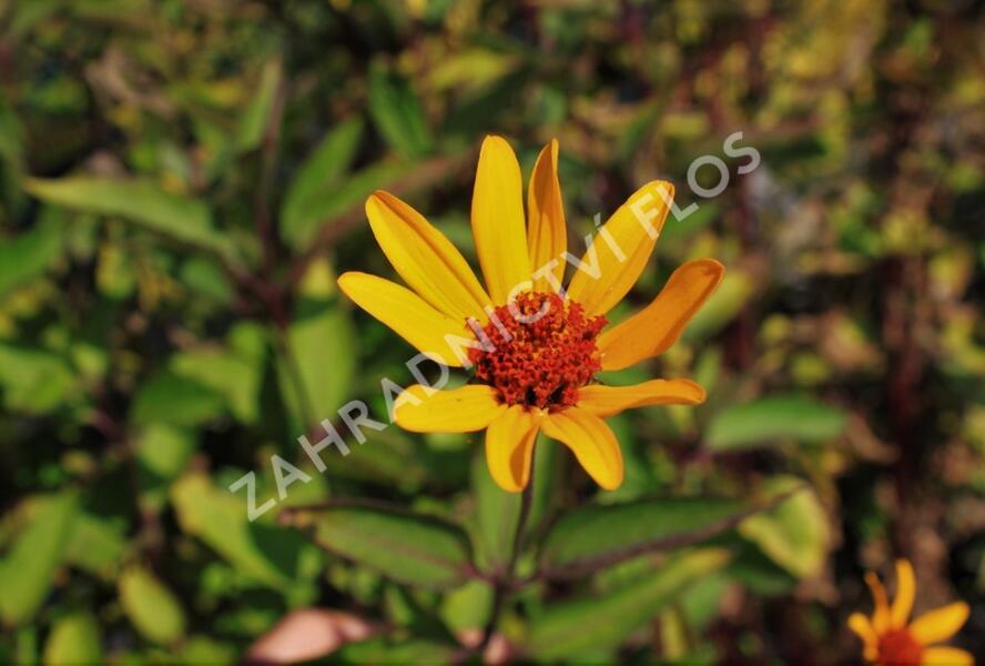 Janeba drsná 'Prairie Sunset' - Heliopsis helianthoides 'Prairie Sunset'