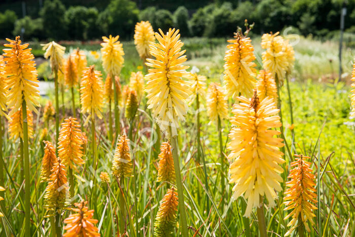 Kleopatřina jehla 'Moonstone' - Kniphofia 'Moonstone'