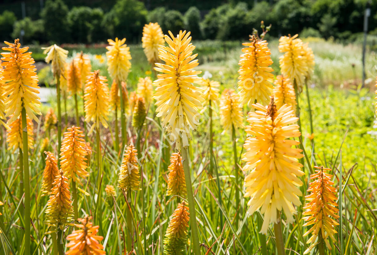 Kleopatřina jehla 'Moonstone' - Kniphofia uvaria 'Moonstone'