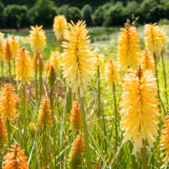 Kleopatřina jehla 'Moonstone' - Kniphofia uvaria 'Moonstone'
