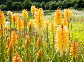 Kleopatřina jehla 'Moonstone' - Kniphofia uvaria 'Moonstone'