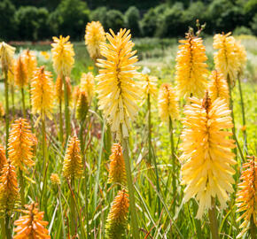 Kleopatřina jehla 'Moonstone' - Kniphofia uvaria 'Moonstone'