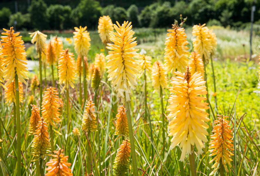 Kleopatřina jehla 'Moonstone' - Kniphofia uvaria 'Moonstone'