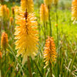 Kleopatřina jehla 'Moonstone' - Kniphofia uvaria 'Moonstone'