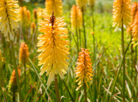 Kleopatřina jehla 'Moonstone' - Kniphofia uvaria 'Moonstone'
