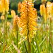 Kleopatřina jehla 'Moonstone' - Kniphofia uvaria 'Moonstone'