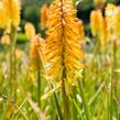 Kleopatřina jehla 'Moonstone' - Kniphofia 'Moonstone'