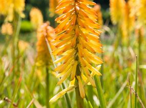 Kleopatřina jehla 'Moonstone' - Kniphofia uvaria 'Moonstone'