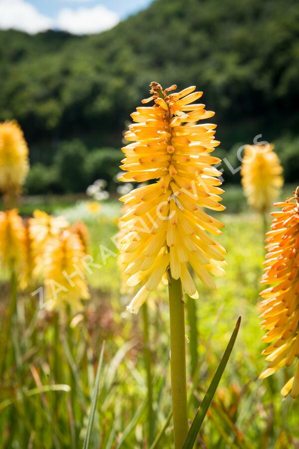 Kleopatřina jehla 'Moonstone' - Kniphofia uvaria 'Moonstone'