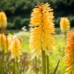 Kleopatřina jehla 'Moonstone' - Kniphofia 'Moonstone'