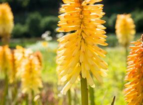 Kleopatřina jehla 'Moonstone' - Kniphofia uvaria 'Moonstone'
