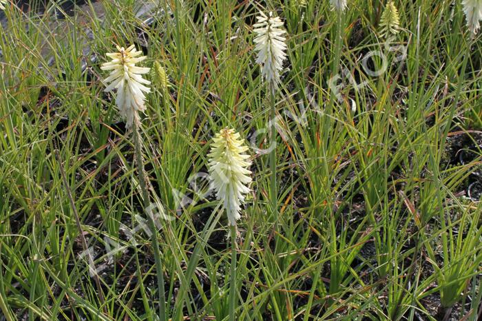 Kleopatřina jehla 'Ice Queen' - Kniphofia 'Ice Queen'