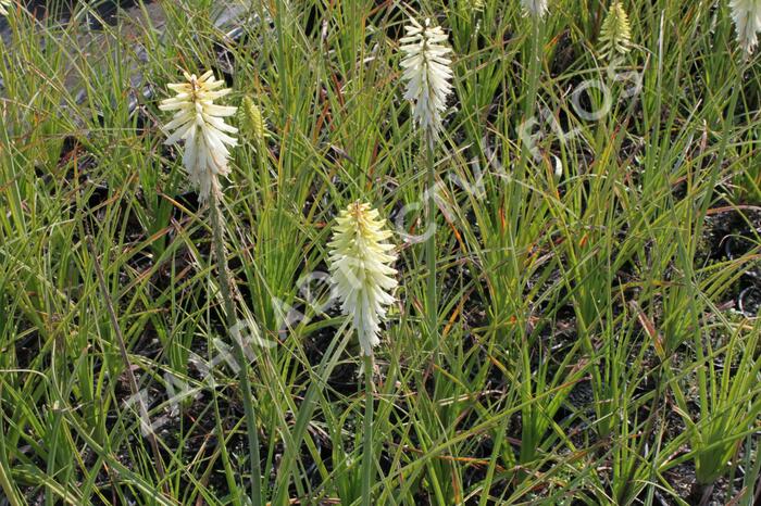 Kleopatřina jehla 'Ice Queen' - Kniphofia uvaria 'Ice Queen'