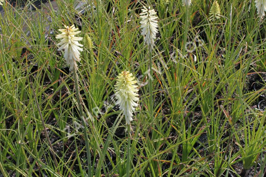 Kleopatřina jehla 'Ice Queen' - Kniphofia 'Ice Queen'