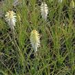 Kleopatřina jehla 'Ice Queen' - Kniphofia 'Ice Queen'