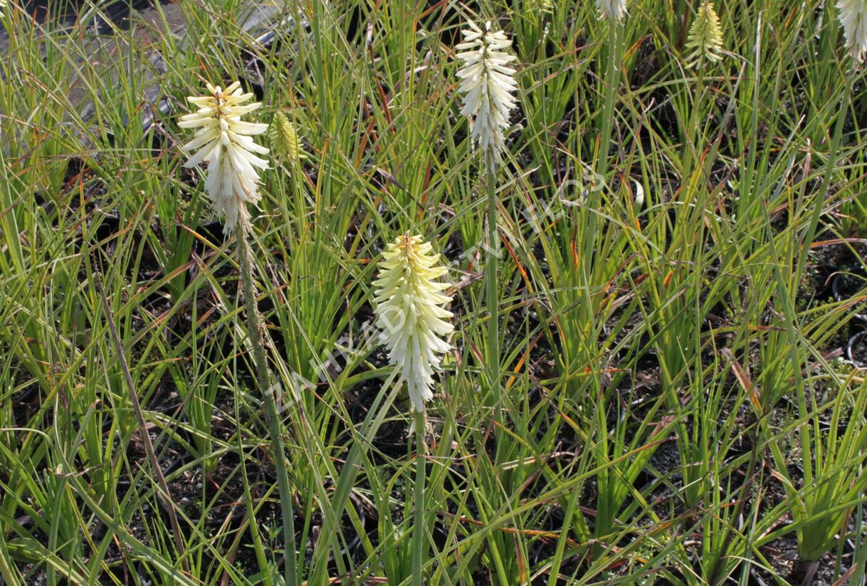Kleopatřina jehla 'Ice Queen' - Kniphofia uvaria 'Ice Queen'