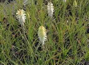 Kleopatřina jehla 'Ice Queen' - Kniphofia uvaria 'Ice Queen'