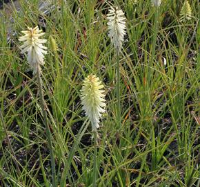 Kleopatřina jehla 'Ice Queen' - Kniphofia uvaria 'Ice Queen'