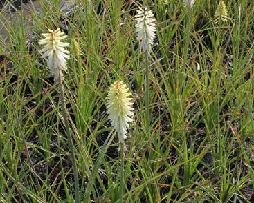 Kleopatřina jehla 'Ice Queen'