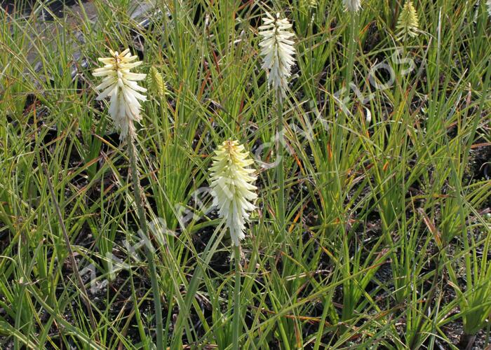 Kleopatřina jehla 'Ice Queen' - Kniphofia 'Ice Queen'