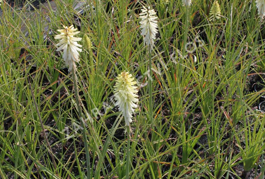 Kleopatřina jehla 'Ice Queen' - Kniphofia uvaria 'Ice Queen'
