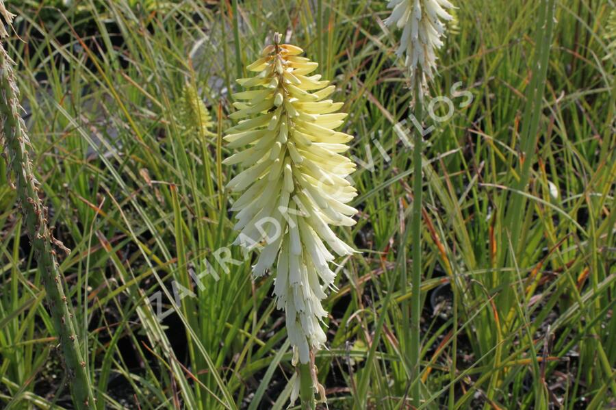 Kleopatřina jehla 'Ice Queen' - Kniphofia uvaria 'Ice Queen'