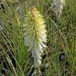 Kleopatřina jehla 'Ice Queen' - Kniphofia 'Ice Queen'