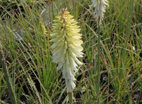 Kleopatřina jehla 'Ice Queen' - Kniphofia uvaria 'Ice Queen'