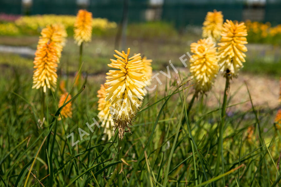 Kleopatřina jehla 'Bees Lemon' - Kniphofia 'Bees Lemon'