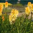 Kleopatřina jehla 'Bees Lemon' - Kniphofia 'Bees Lemon'