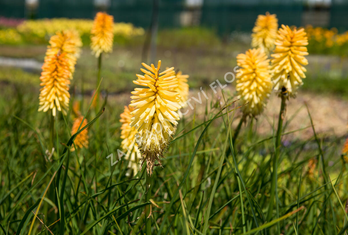 Kleopatřina jehla 'Bees Lemon' - Kniphofia 'Bees Lemon'