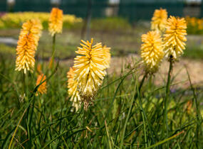 Kleopatřina jehla 'Bees Lemon' - Kniphofia 'Bees Lemon'