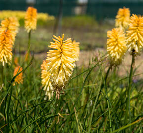 Kleopatřina jehla 'Bees Lemon' - Kniphofia 'Bees Lemon'