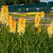 Kleopatřina jehla 'Bees Lemon' - Kniphofia 'Bees Lemon'