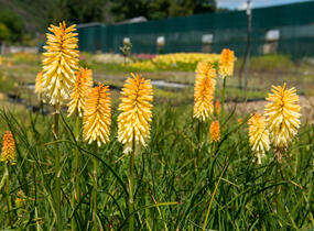 Kleopatřina jehla 'Bees Lemon' - Kniphofia 'Bees Lemon'