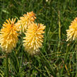 Kleopatřina jehla 'Bees Lemon' - Kniphofia 'Bees Lemon'