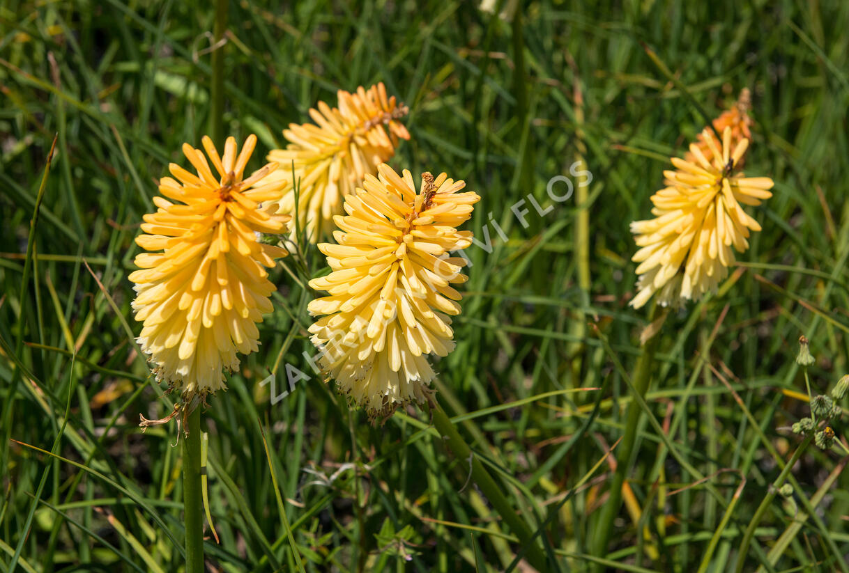 Kleopatřina jehla 'Bees Lemon' - Kniphofia 'Bees Lemon'