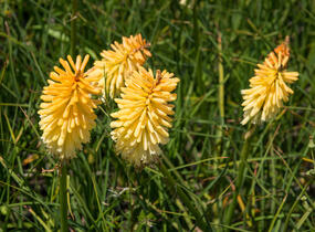 Kleopatřina jehla 'Bees Lemon' - Kniphofia 'Bees Lemon'