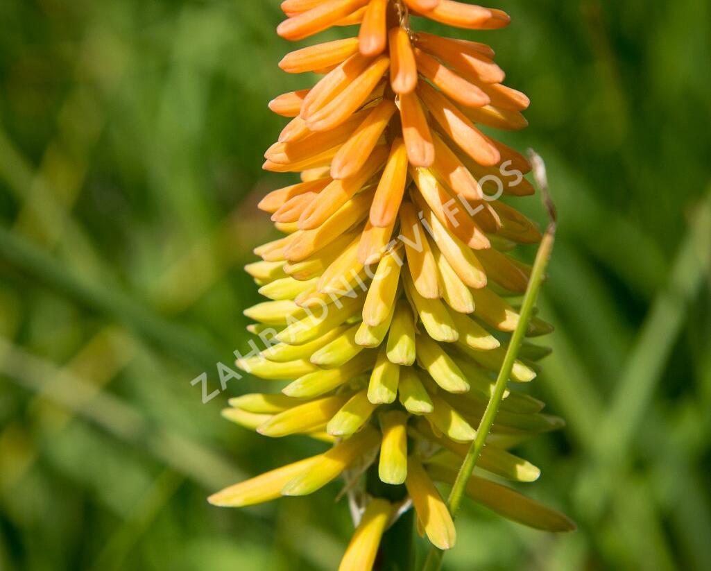 Kleopatřina jehla 'Bees Lemon' - Kniphofia 'Bees Lemon'