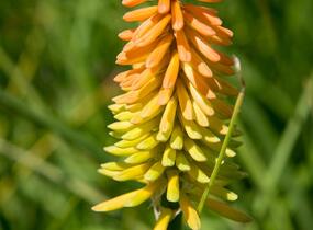 Kleopatřina jehla 'Bees Lemon' - Kniphofia 'Bees Lemon'
