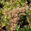 Rozchodník nádherný 'Carl' - Sedum spectabile 'Carl'
