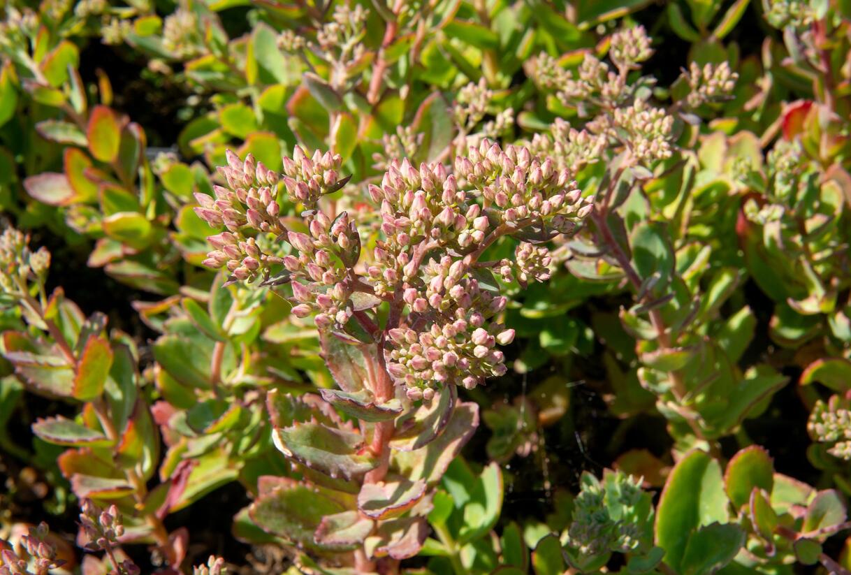 Rozchodník nádherný 'Carl' - Sedum spectabile 'Carl'