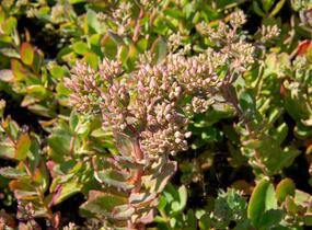 Rozchodník nádherný 'Carl' - Sedum spectabile 'Carl'