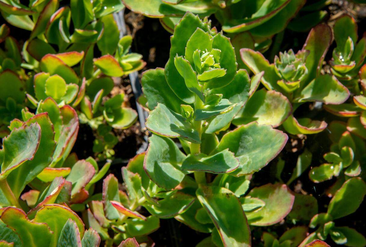 Rozchodník nádherný 'Carl' - Sedum spectabile 'Carl'