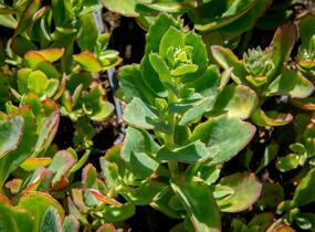 Rozchodník nádherný 'Carl' - Sedum spectabile 'Carl'