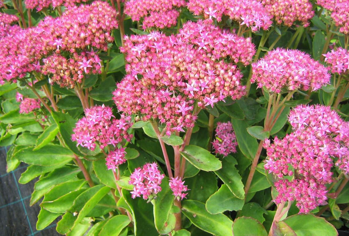 Rozchodník nádherný 'Carl' - Sedum spectabile 'Carl'
