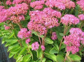 Rozchodník nádherný 'Carl' - Sedum spectabile 'Carl'