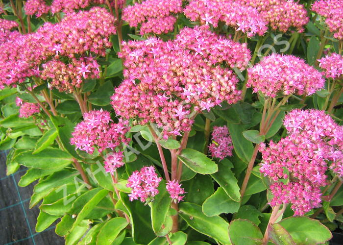 Rozchodník nádherný 'Carl' - Sedum spectabile 'Carl'