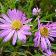 Hvězdnice keříčkovitá 'Wood's Pink' - Aster dumosus 'Wood's Pink'